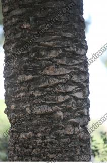 palm bark 0001